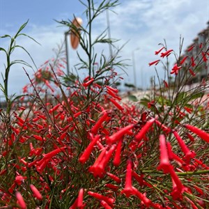    D R E S S B E R R Y     Дордой Европа 1 проход