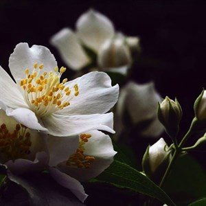    D R E S S B E R R Y     Дордой Европа 1 проход