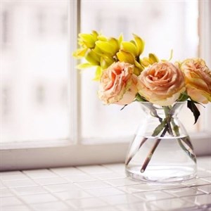    D R E S S B E R R Y     Дордой Европа 1 проход